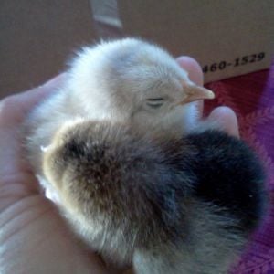 Easter Egger Bantam (light one at the top of the picture), two days old.  
Buff Brahma Bantam, two days old.
