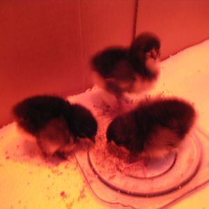 My 3 Black Australorp chicks first hours home. So far so good. Eating as if very hungry. Drinking afterwards from time to time too. I am pleased.