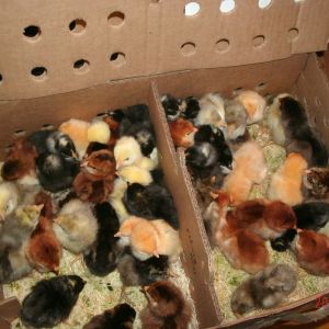 50 baby chicks - 38 meat - 12 pullets