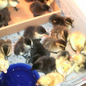 tempory duckling home