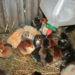 chicken waterer