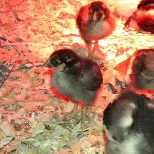 Fourth Batch GLW, JG, Leghorn, and RSL