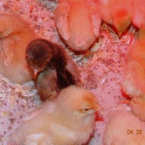 WING FEATHERS ARE DEVELOPING ON ALL OF THEM NICELY, THEY ARE LEARNING FAST AND GROWING WELL. VERY LIVELY AND FUN! THE POLISH WAS OUR SUPRISE CHICK, THAT IS WHY I ASKED, BECAUSE I WAS NOT SURE! THANKS TO ALL THAT HELPED