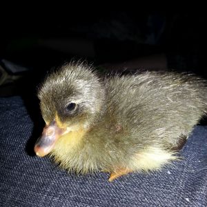 The grey one we will be keeping as a house duck.