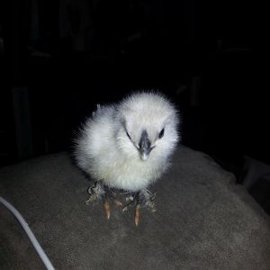 A silkie mix just a few days old. This picture does NOT show how tiny she is.