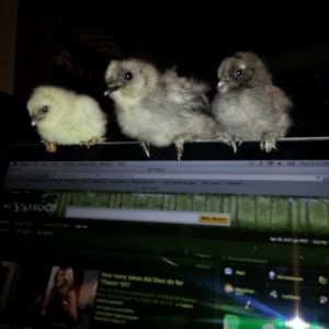 The two little ones, and the younger baby we picked up, chillin on my laptop. I am surprised they could hang on. (it was a soft landing behind them and my hand in front just in case)