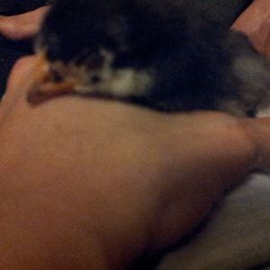 Paige.... she cuddled up in my hand and went back to sleep after I moved her from laying in my lap 10 days old