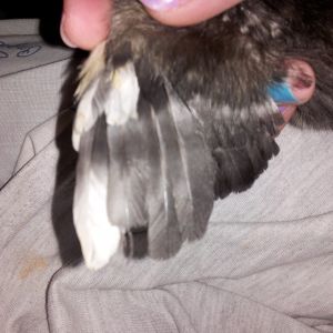 Paige's wing (trying to see if she is really a barred rock lol) 10 days old