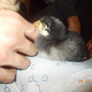 such a sweet girl <3 9 days old
