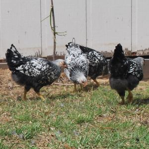 SLW pullets
