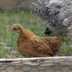 Mille Fleur Bantam Cochin 6 wks
