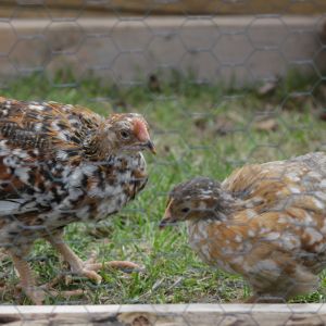 Swedish Flower Hen and Rooster 6 wks old