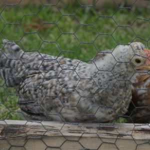 Swedish Flower Chicken
Pretty color, terrible comb, might be crested