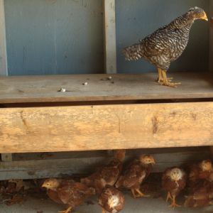 This is what a game of hide and seek looks like at my home