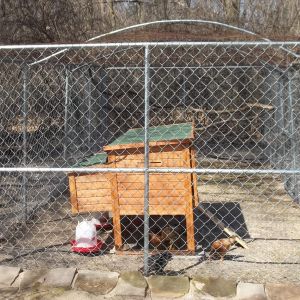 The completed run with coop. Bent conduit adds height to the 2x4 wire fence covering and the flat rock secures the outer edges.