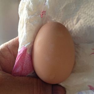 Lucy's first egg