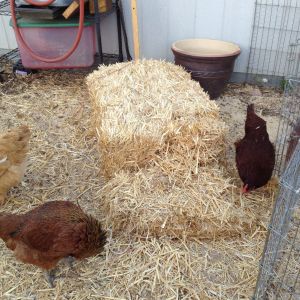 Chicks in the straw