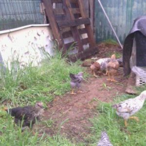 baby chicks out for the first time