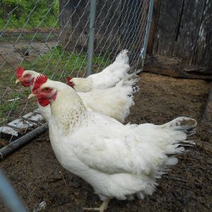 Delaware Hens