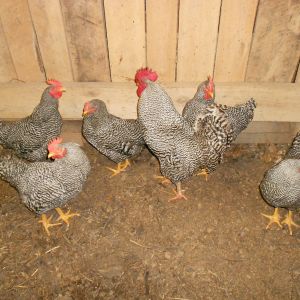 Barred Rock