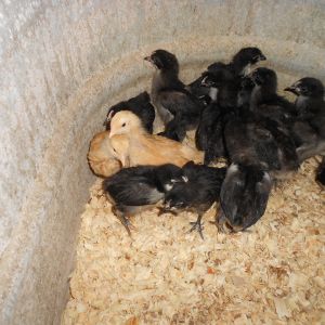 15 lilJersey Giants and 2 Buff's about 3 weeks old