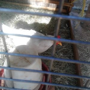 Jesse in the "chicken hospital" because she stuck in a fence and the other hens were pecking at her  (the chicken hospital is a smaller cage in the big cage for chickens that are hurt of sick)