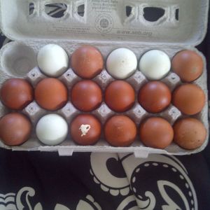These BCM eggs and OE will be going in the incubator today along with 24 RIR eggs. Waiting on my EE to give me 1 more egg today to complete this 18 pack. Check out my Olive egger weekly pics thread and my Easter Egger weekly pics thread :)