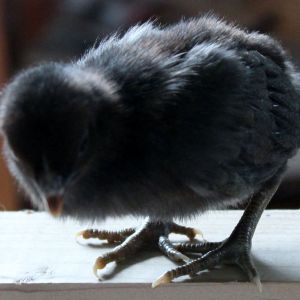 Red Quill chicks - you get three color phases from Red Quill chicks. This is the dark one.
