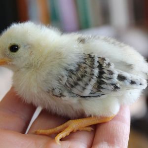 This is not a Red Quill, but rather a cross between a Silver Duckwing Amercian Game Bantam and a Dun Sport (Khaki) from a line of Pumpkin mini-games.