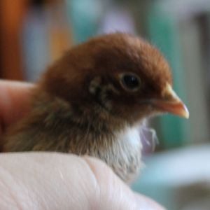 This is the Redhead color phase of the Red Quill Chicks