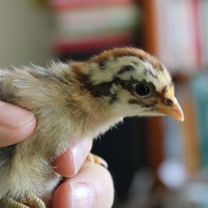 This is the "Tiger-Faced" color phase of the Red Quill chicks.