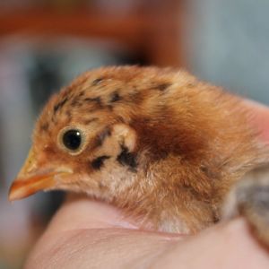 This is sort of an intermediate between the redhead and tiger-faced phases of the Red Quill chicks.