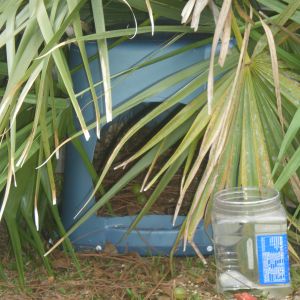 Close up of the Jungle Nest