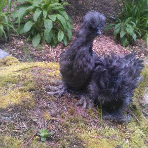 sizzle smooth and sizzle silkie.