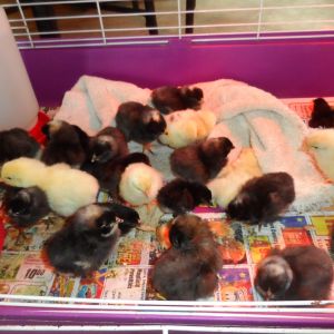 Here are all my chickies! I had 28 out of 30 that hatched but 1 died so I have 27!