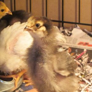 those are some cute chicks