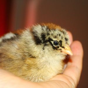 Henrietta - Araucana/Easter Egger (Mama's chick)