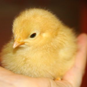 Sunshine - Buff Rock (Papa's chick)