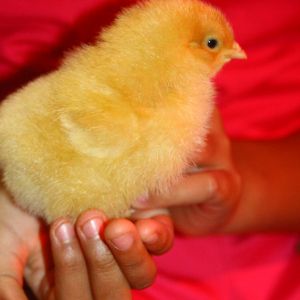 Fluffball - Buff Rock (daughter's chick)