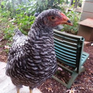 Calisie our 'older' Barred Rock