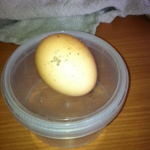 1sr egg, 2 hours after moving in!