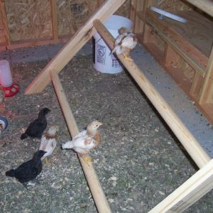 Roosting poles.  He just put these in and they are LOVING them.  Used 2 inch dowels in between two 2x4's.