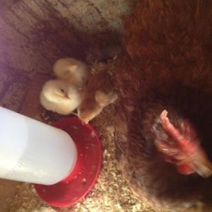 Ou first ever chickies hatched :) Hoping for more this afternoon!