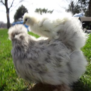 one of my little white silkies and her silkie foster mom :)