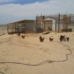 my coop:) my chickens enjoying the sunshine:)