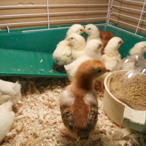 Just went chicken crazy yesterday and got me these gorgeous 14 chicks. Only was going to get 6 Rhode Island Whites. The lady had White Leghorn chicks mixed in with them so it was 50/50 on what I would get. Then I found out she had RIR, I couldn't resist. All are straight run so I'm excited to see what I get. My wife has no clue I got 'em, ooops