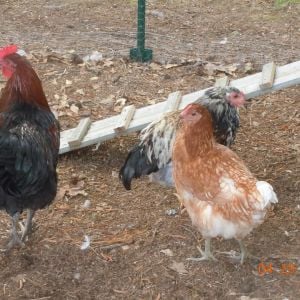 Elvis the rooster, Penny (my Rhode Island Red mix)