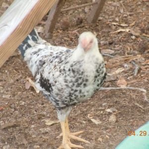 Lulu, another of my game hens