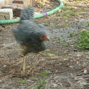 One of the other chickens found something really good... must get there fast!