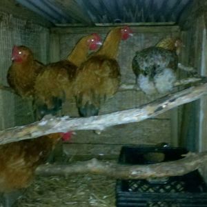 Four of our RIRs and the Ameraucana. Out of four open and always accessible coups, these guys like to huddle in just two.